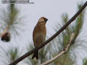 巨嘴沙雀 巨嘴沙雀