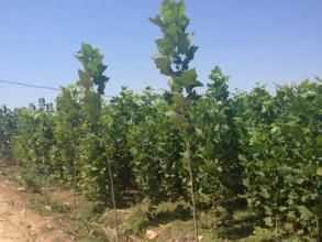 山一籠雞（原變種）