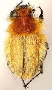 絨毛金龜科 絨毛金龜科