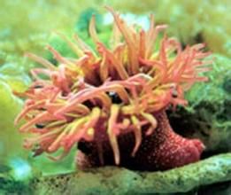 美國草莓海葵 美國草莓海葵