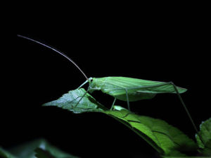 美洲大螽斯 美洲大螽斯