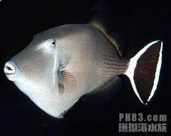 咖啡炮彈 咖啡炮彈