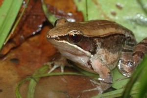 豎琴蛙