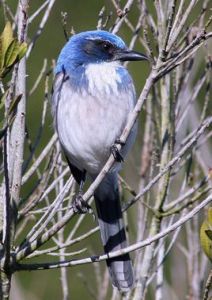 西叢鴉愛德華茲亞種 西叢鴉愛德華茲亞種