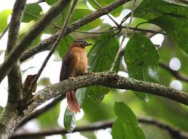 諾氏拾葉雀 諾氏拾葉雀