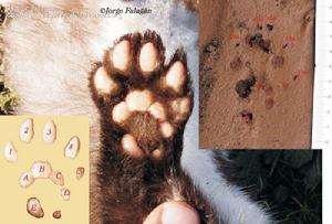 石貂爪墊及足跡