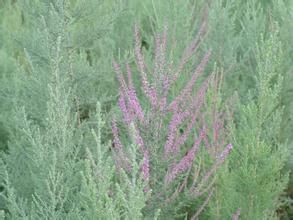 剛毛檉柳 剛毛檉柳