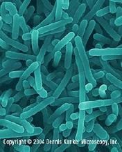 單核細胞增生利斯特菌 單核細胞增生利斯特菌