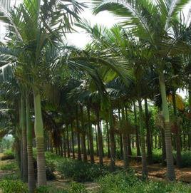 假檳榔優樹 假檳榔優樹