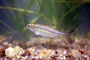 尖齒小鮭脂鯉 尖齒小鮭脂鯉