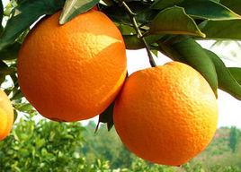 信豐臍橙 信豐臍橙