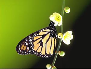 茴香鳳蝶（圖二）