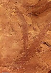 擬小細絲海棉 擬小細絲海棉