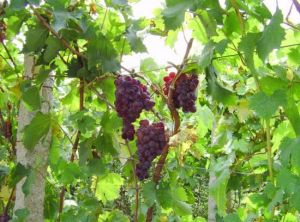 高氏莊園 高氏莊園