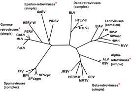 逆轉錄病毒 逆轉錄病毒