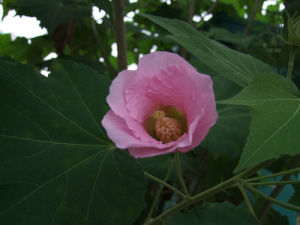 大葉木槿 大葉木槿