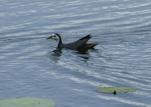斯里蘭卡灰犀鳥