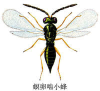 螟卵齧小蜂 螟卵齧小蜂