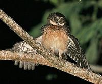 所羅門鷹鴞 所羅門鷹鴞