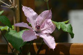 鐮葉鐵線蓮 鐮葉鐵線蓮