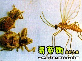 灌縣癩象 灌縣癩象