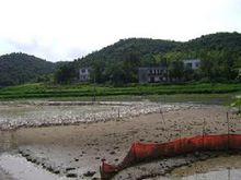 譚家山鎮肉雞養殖