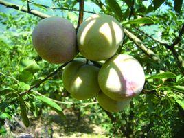 永泰芙蓉李 永泰芙蓉李