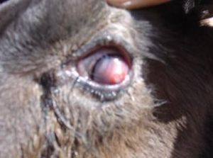 牛傳染性角膜炎 牛傳染性角膜炎