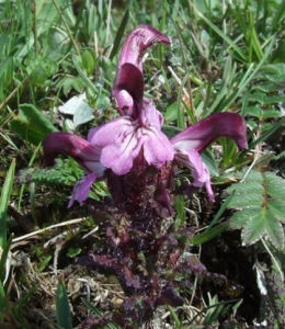 連齒馬先蒿 連齒馬先蒿