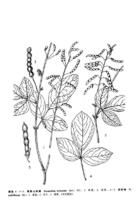 南美山螞蝗 南美山螞蝗