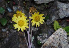 節花千里光 節花千里光
