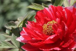 紅牡丹[仙人掌科植物]