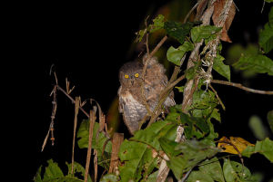 恩加諾角鴞 恩加諾角鴞