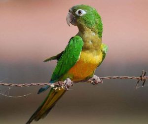 仙人掌錐尾鸚鵡巴西東北部亞種 仙人掌錐尾鸚鵡巴西東北部亞種