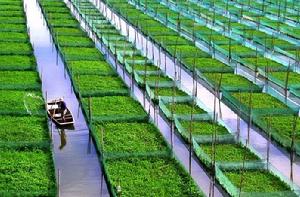 新型農業經營體系 新型農業經營體系