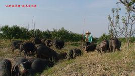 山野牧草豬 山野牧草豬