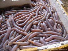 沙蟲[一種穴居爬行環節動物]