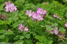 綠肥,綠肥作物,綠肥植物,鼠茅草,鼠茅草種子