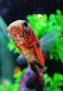 佛澤瑞尾魚將魚 佛澤瑞尾魚將魚