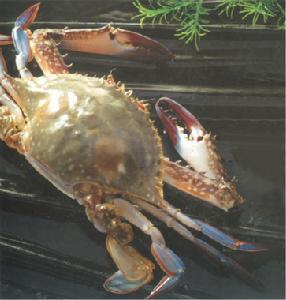 梭子蟹養殖觀光園