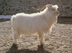 中衛山羊 中衛山羊