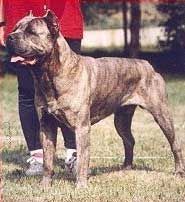 義大利卡斯羅犬