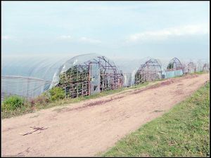 樂家營村 樂家營村