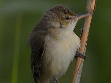 葦鶯