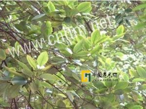 展毛含笑(變種) 展毛含笑(變種)