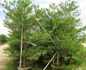 華南杜英 華南杜英