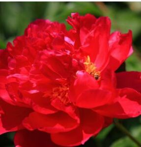 牡丹花卉 牡丹花卉