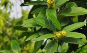 紙葉冬青（原變種）