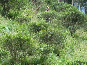 大柒樹村 大柒樹村