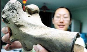 瀋陽道古物市場有人叫賣“猛獁象化石”